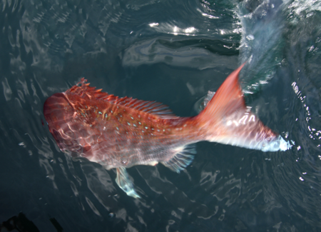 snapper